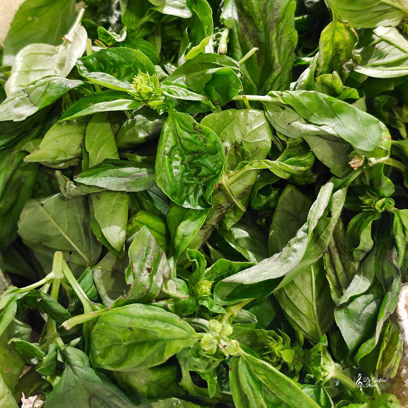 pesto genovese4