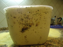 focacciapugliese4
